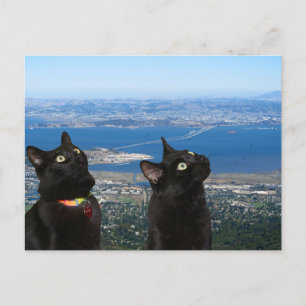 Uitzicht zwarte katten van het Briefkaart van de S