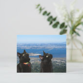 Uitzicht zwarte katten van het Briefkaart van de S (Staand voorkant)