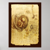 Uitzichten van een foetus in de baarmoeder, Ob-Gyn Poster (Voorkant)
