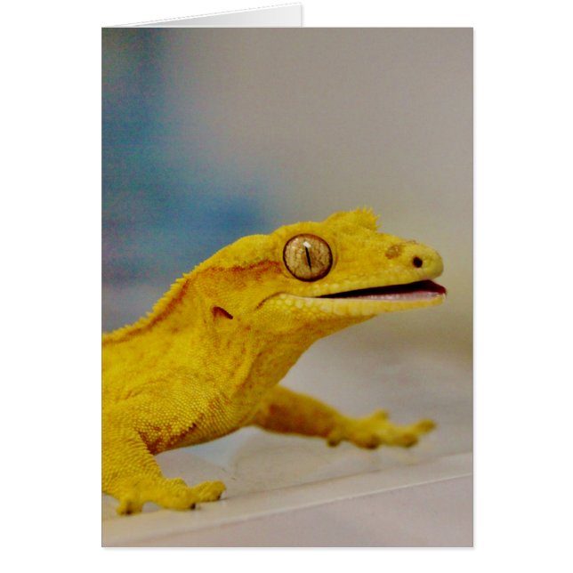 Uitzonderlijk Crested Gecko (Voorkant)