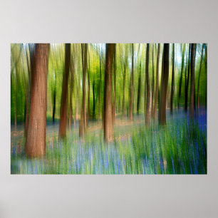 UK Engeland   Bluebell Oak Woodland in Springtime Poster