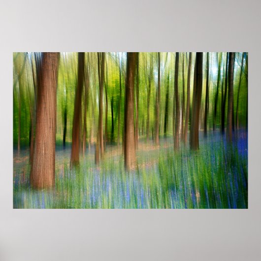 UK Engeland | Bluebell Oak Woodland in Springtime Poster (Voorkant)