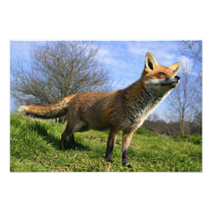UK, Engeland. Rode Vos (Vulpes vulpes) in Foto Afdruk