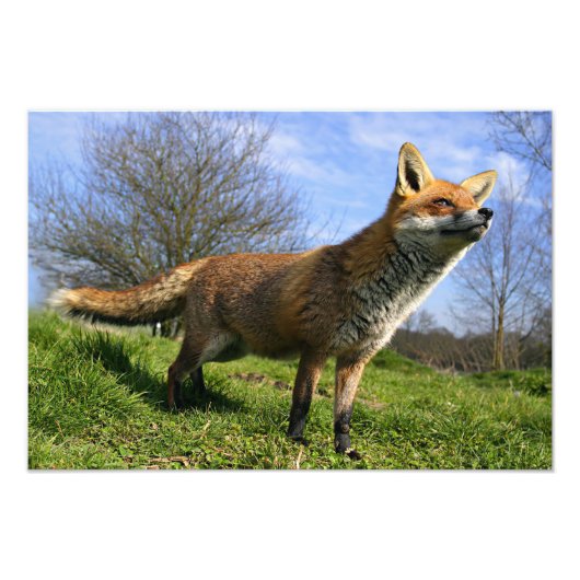 UK, Engeland. Rode Vos Vulpes vulpes) in Foto Afdruk (Voorkant)