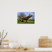 UK, Engeland. Rode Vos Vulpes vulpes) in Poster (Keuken)