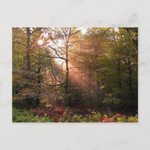 UK. Forest of Dean. Zonnestraal die een Briefkaart