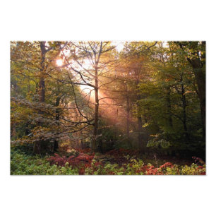 UK. Forest of Dean. Zonnestraal die een Foto Afdruk