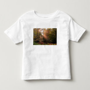 UK. Forest of Dean. Zonnestraal die een Kinder Shirts