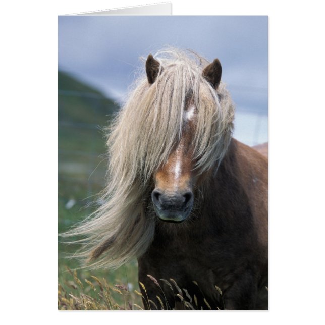 UK, Schotland, Shetlandeilanden, Shetlandpony (Voorkant)