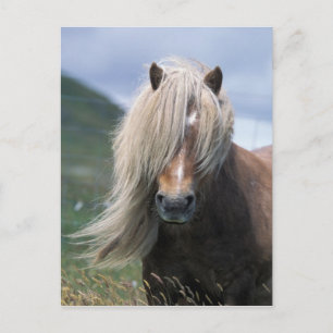 UK, Schotland, Shetlandeilanden, Shetlandpony Briefkaart