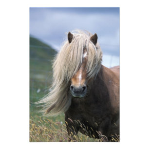 UK, Schotland, Shetlandeilanden, Shetlandpony Foto Afdruk