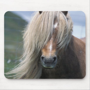 UK, Schotland, Shetlandeilanden, Shetlandpony Muismat