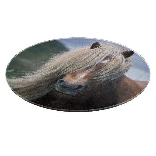 UK, Schotland, Shetlandeilanden, Shetlandpony Snijplank (Hoek)
