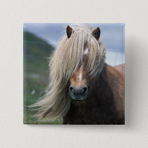UK, Schotland, Shetlandeilanden, Shetlandpony Vierkante Button 5,1 Cm