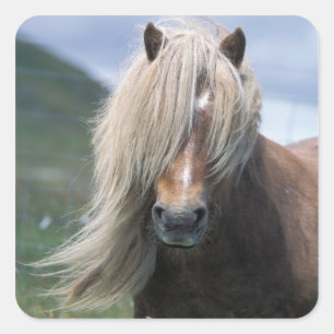UK, Schotland, Shetlandeilanden, Shetlandpony Vierkante Sticker