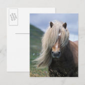 UK, Scotland, Shetland Islands, Shetland pony Briefkaart (Voorkant / Achterkant)
