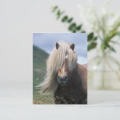 UK, Scotland, Shetland Islands, Shetland pony Briefkaart (Staand voorkant)