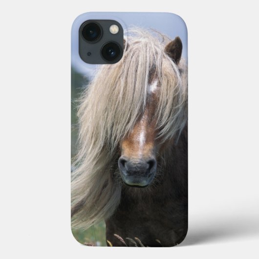 UK, Scotland, Shetland Islands, Shetland pony Case-Mate iPhone Case (Achterkant)