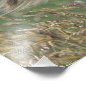 UK, Scotland, Shetland Islands, Shetland pony Foto Afdruk (Hoek)