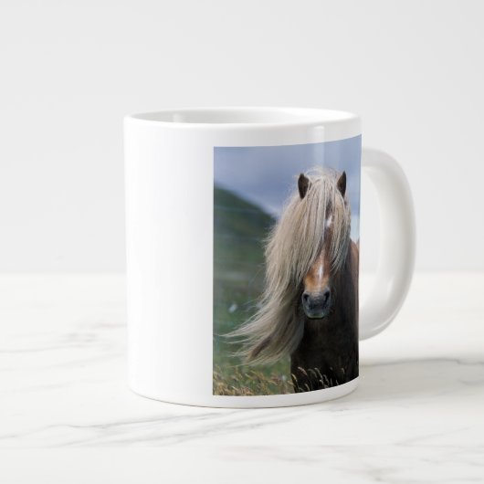 UK, Scotland, Shetland Islands, Shetland pony Grote Koffiekop (Voorkant rechts)