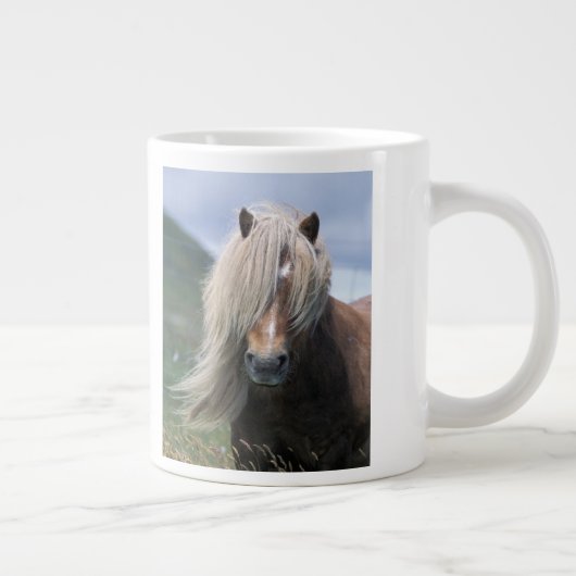 UK, Scotland, Shetland Islands, Shetland pony Grote Koffiekop (Rechts)