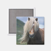 UK, Scotland, Shetland Islands, Shetland pony Magneet (Voorkant / Achterkant)