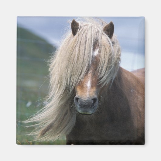 UK, Scotland, Shetland Islands, Shetland pony Magneet (Voorkant)