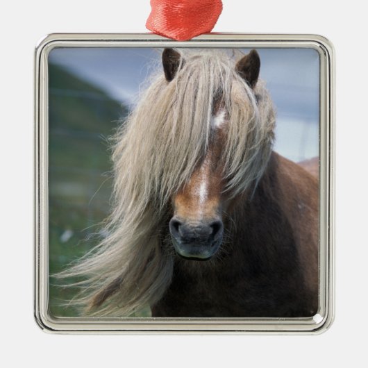UK, Scotland, Shetland Islands, Shetland pony Metalen Ornament (Voorkant)