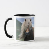 UK, Scotland, Shetland Islands, Shetland pony Mok (Links)