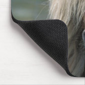 UK, Scotland, Shetland Islands, Shetland pony Muismat (Hoek)