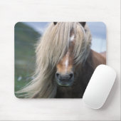 UK, Scotland, Shetland Islands, Shetland pony Muismat (Met muis)