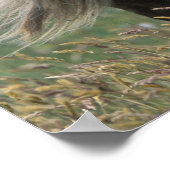 UK, Scotland, Shetland Islands, Shetland pony Poster (Hoek)