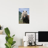 UK, Scotland, Shetland Islands, Shetland pony Poster (Thuiskantoor)