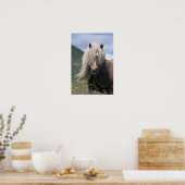 UK, Scotland, Shetland Islands, Shetland pony Poster (Keuken)