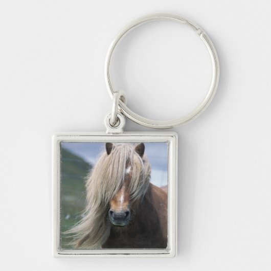 UK, Scotland, Shetland Islands, Shetland pony Sleutelhanger (Voorkant)