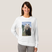 UK, Scotland, Shetland Islands, Shetland pony T-shirt (Voorkant volledig)
