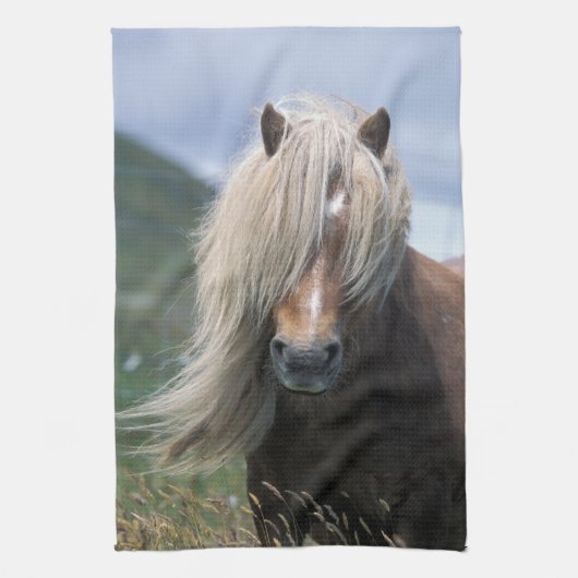 UK, Scotland, Shetland Islands, Shetland pony Theedoek (Verticaal)