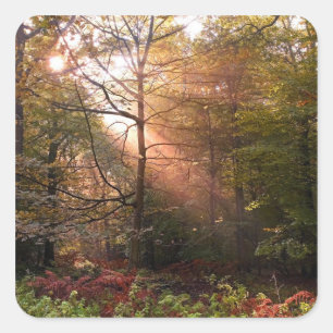 UK. Woud van Dean. Zonnestraal die een Vierkante Sticker