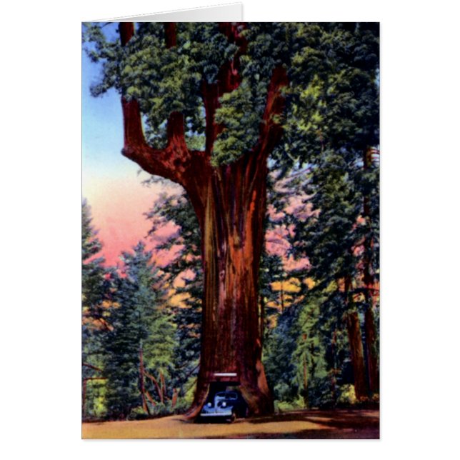 Ukiah California Chandelier Tree Redwood Drive Tho (Voorkant)