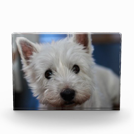 Ultra Cute Pestie Westie Terrier Fotoblokken (Voorkant)