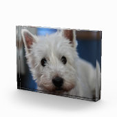 Ultra Cute Pestie Westie Terrier Fotoblokken (Rechts)