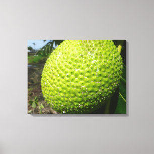 Ulu of Breadfruit Canvas Afdruk