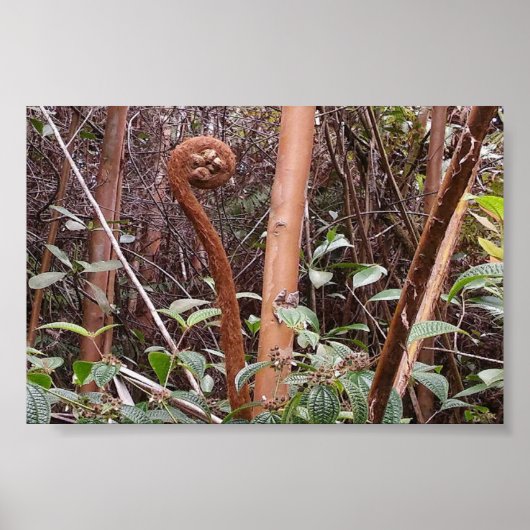 ULUHE FERN POSTER (Voorkant)