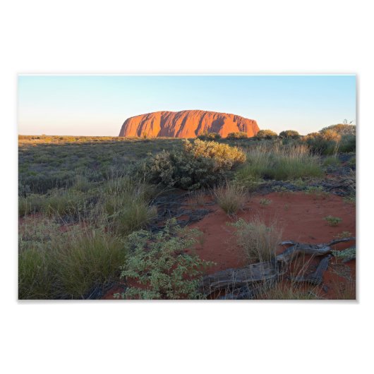 Uluru Sunrise en Desert Flora Foto Afdruk (Voorkant)