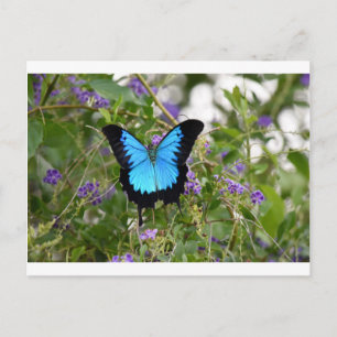 ULYSSEN BUTTERFKY RURAL QUEENSLAND AUSTRALIË BRIEFKAART