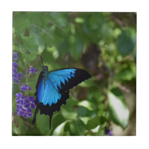 ULYSSES BLUE BUTTERFLY QUEENSLAND AUSTRALIË TEGELTJE
