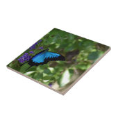 ULYSSES BLUE BUTTERFLY QUEENSLAND AUSTRALIË TEGELTJE (Zijkant)