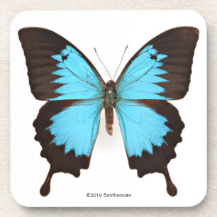 Ulysses Butterfly Bier Onderzetter