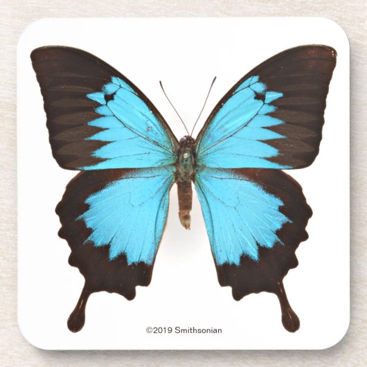 Ulysses Butterfly Bier Onderzetter (Voorkant)