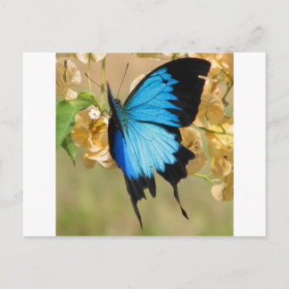 Ulysses Butterfly Briefkaart